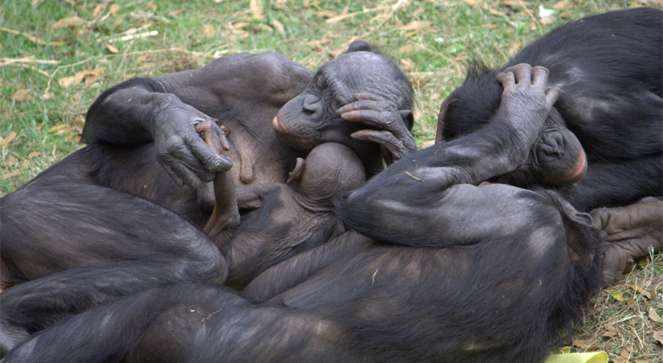 Mother-Bonobo-Baby grooming