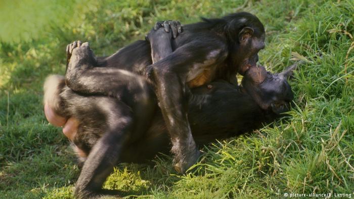 bonobo sex 1